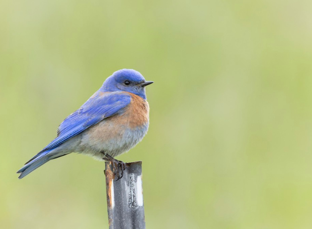A Western Bluebird sitting on a metal sign post.