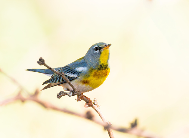 A male Northern Parula perched on a branch with his yellow throat & belly, chestnut breast band, and white eye markings clearly visible. Background is a uniform pale yellow.
