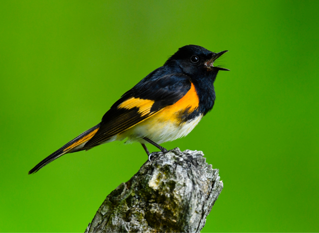 A bright orange and black American Redstart sings from a perch.