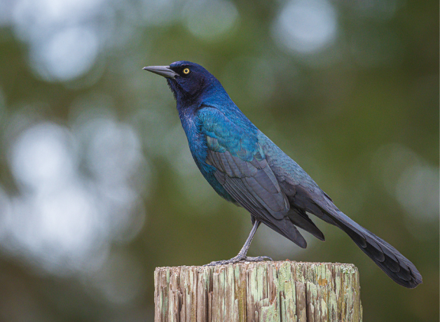 An iridescent black Boat-tailed Grackle perches proudly on post with his large tail on full display.