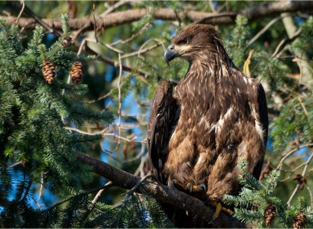 Juvenile Bald Eagle with mottled brownish plumage