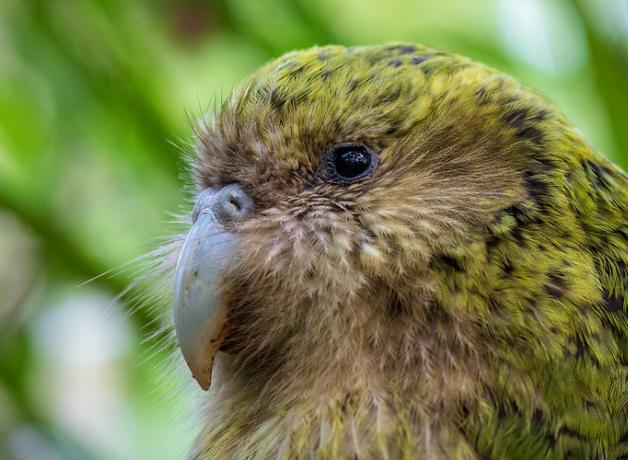 Kakapo