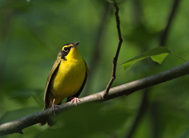 A yellow bird with black face markings and olive green-yellow wings is perched on a branch in partial sunlight, facing the viewer.