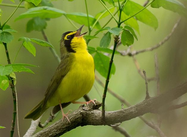 Kentucky Warbler singing