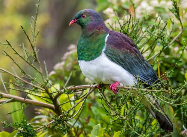 A brightly colored pigeon perches in greenery, its iridescent plumage of green, purple and blue set off by white belly