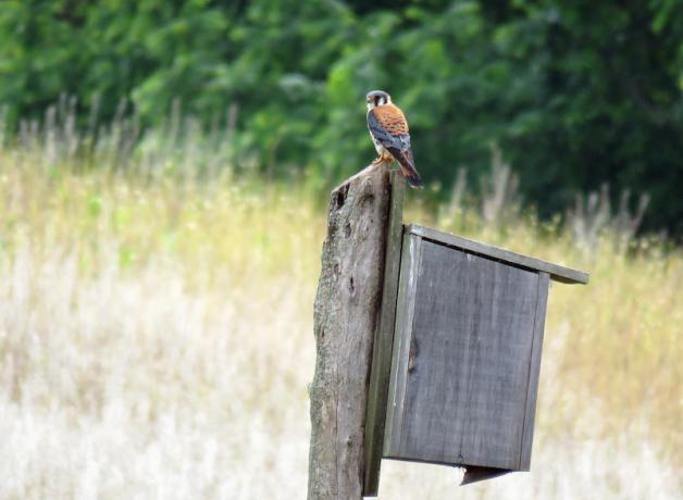 Kestrel at nesting box