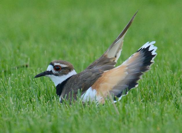 Killdeer doing a broken wing distraction