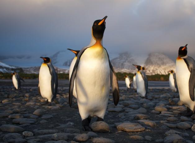 King Penguin