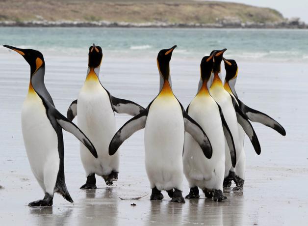 King Penguins