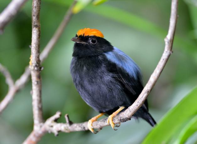 Male Lance-tailed Manakin, with black body and orange crest, perched on curved branch.