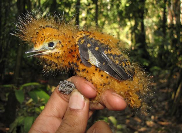 Cinereous Mourner nestling