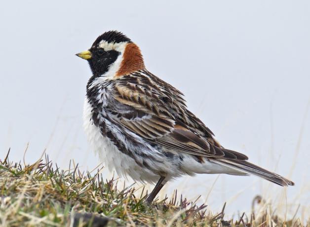 Lapland Longspur