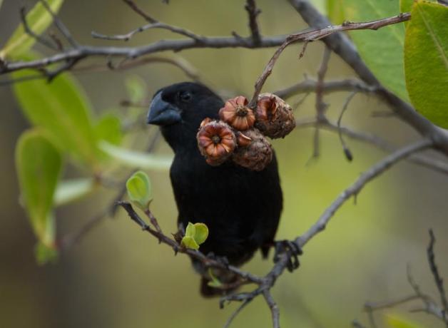 Large Ground Finch
