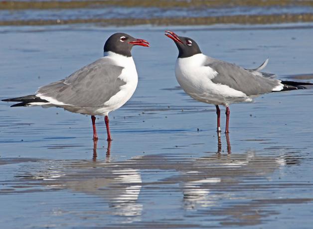 A pair of Laughing Gulls facing each other while standing on shoreline