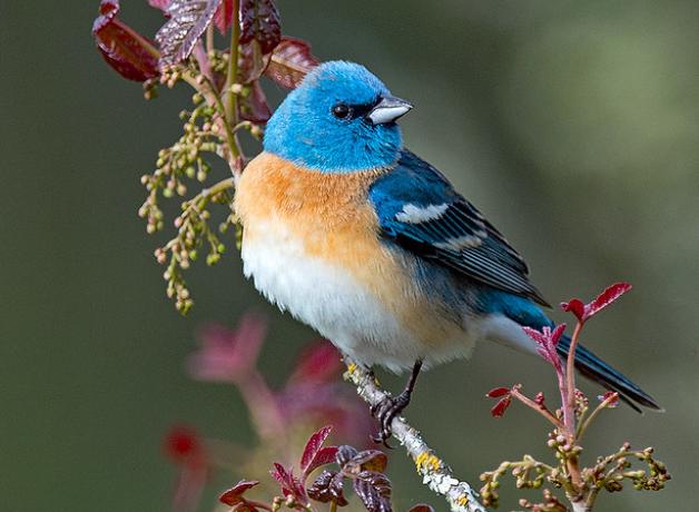 Lazuli Bunting