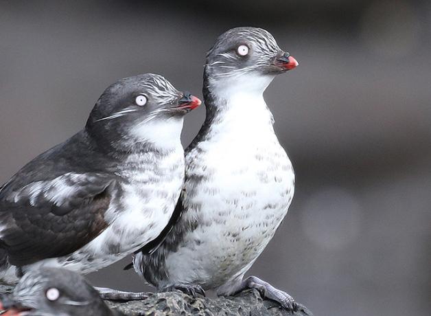 Three Least Auklets, dark gray and white seabirds, looking to viewers' right while sitting on rocks