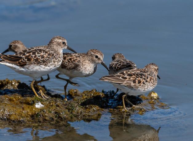 Several Least Sandpipers standing on a low seaweed-covered rock in calm blue water
