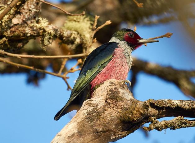 Lewis's Woodpecker