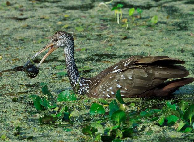 A Limpkin in greenery-filled water, holding a dark shining apple snail shell in its long slender beak.