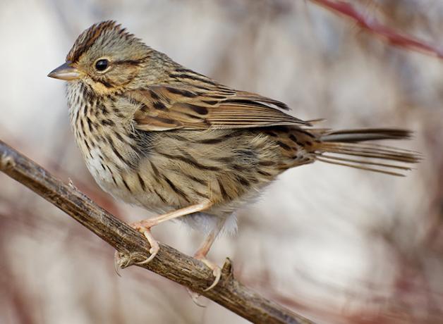 Lincoln's Sparrow