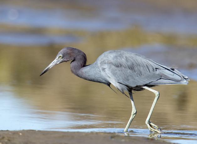 A Little Blue Heron stalks through water at a shoreline in sunlight. The heron has light blue body, a purplish neck and a very long sharp pointed beak.
