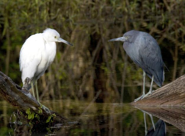 Little Blue Heron juvenile and adult