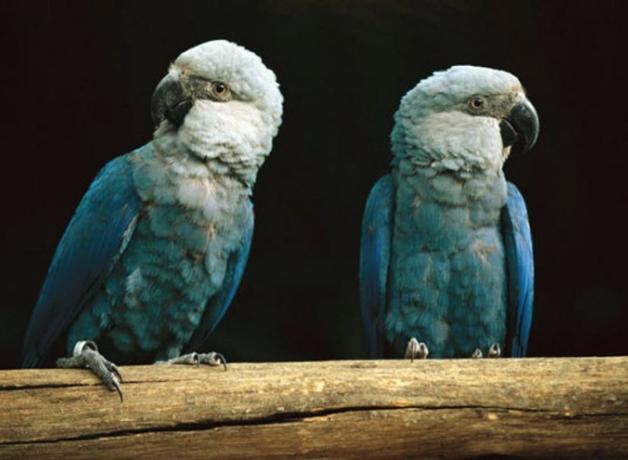 Two Little Blue Macaws perched on a horizontal wooden bar, showing their blue bodies and wings with lighter heads and black beaks. 