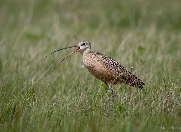 Long-billed Curlew standing in a grassy field