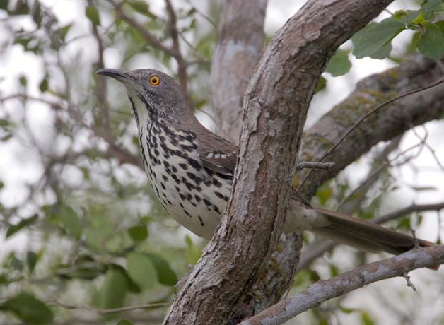 Long-billed Thrasher