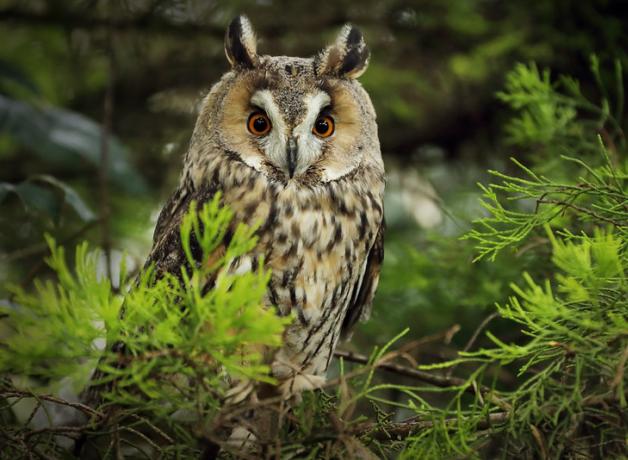 Long-eared Owl perched in tree