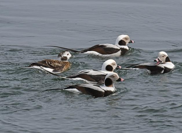 Five Long-tailed Ducks swimming in a group, the lead duck looking back toward the others. 