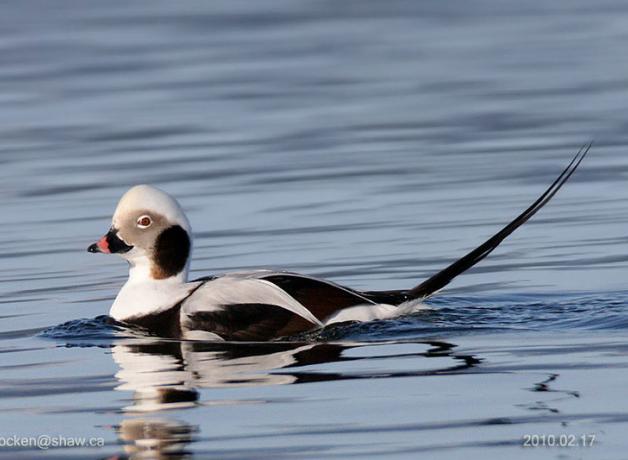 Long-tailed Duck