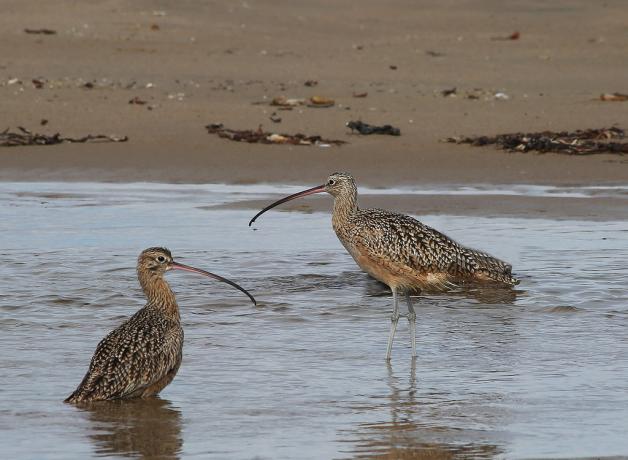 Long-billed Curlew in wetland
