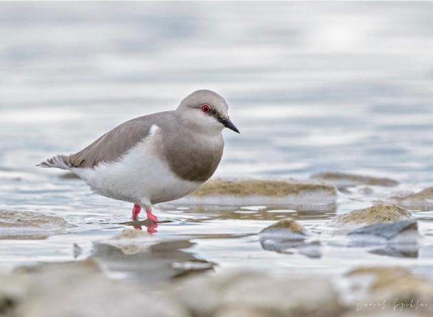 A dapper gray and white shorebird stepping through shallow water. The bird has a short sharp black bill, red eye, and pink legs.
