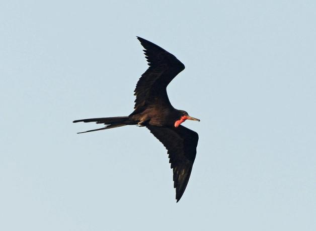 male Magnificent Frigatebird in flight across a clear sky