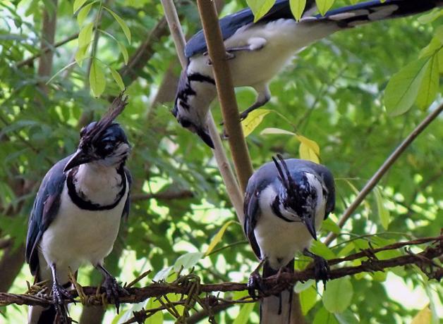 Three Magpie Jays in a tree
