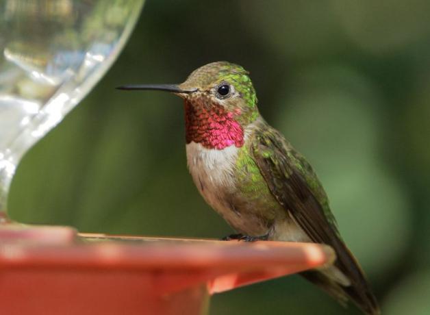 Male Broad-tailed Hummingbird at feeder
