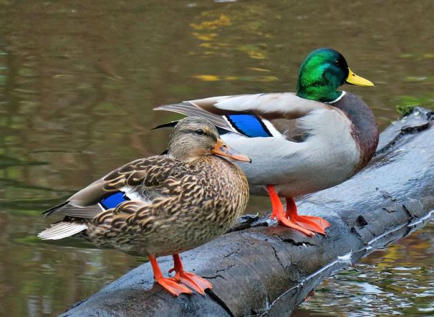 Mallard pair female left, male right