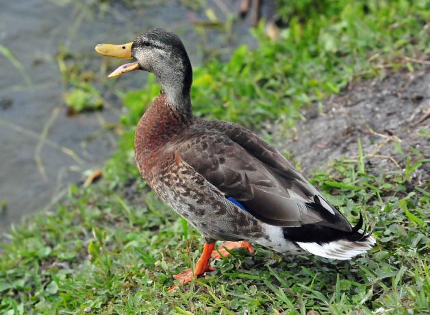 Male Mallard duck in eclipse plumage