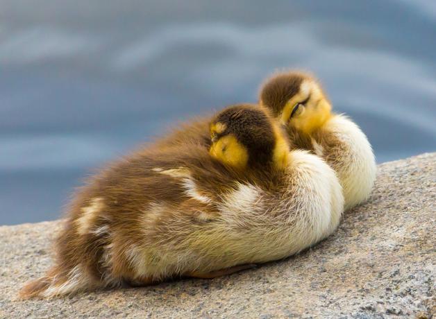 Two Mallard ducklings snoozing on a cement bank by the water, their beaks tucked beneath their wings