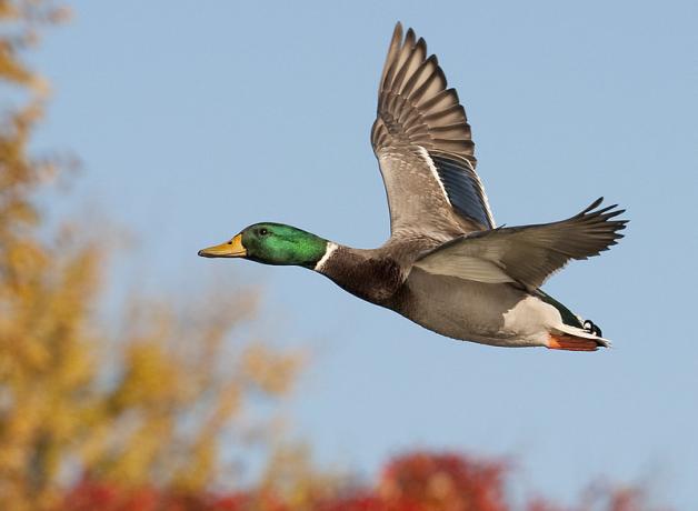 Male Mallard duck in flight, seen in left profile, wings extended, against a pale blue sky and autumn foliage