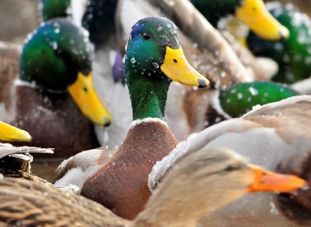 Group of Mallard ducks in closeup, glistening with water droplets