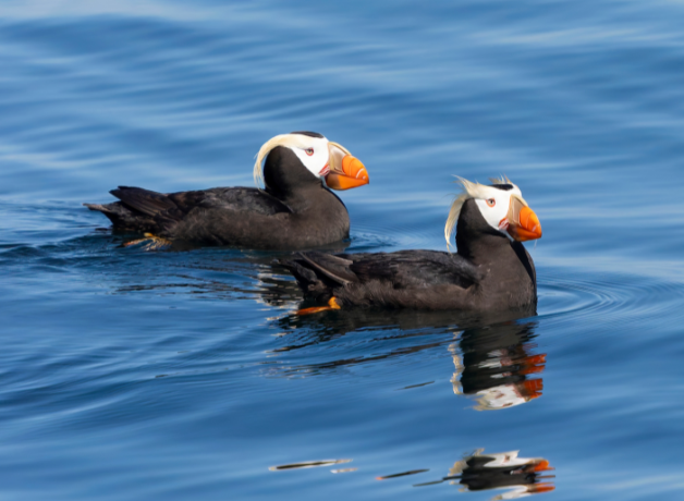 A pair of Tufted Puffins swim in clear blue water