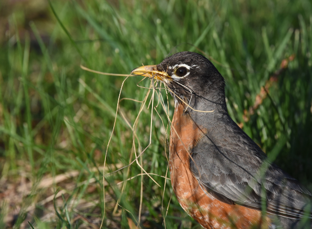 An American Robin carrying nesting material in its bill. 