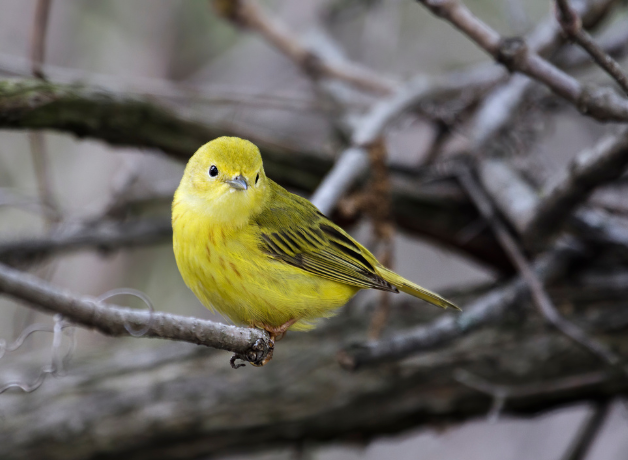 A Northern Yellow Warbler sitting on a grey branch against a grey background.