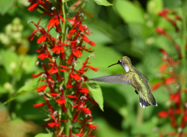Ruby-Throated Hummingbird feeds from lobelia cardinal flower