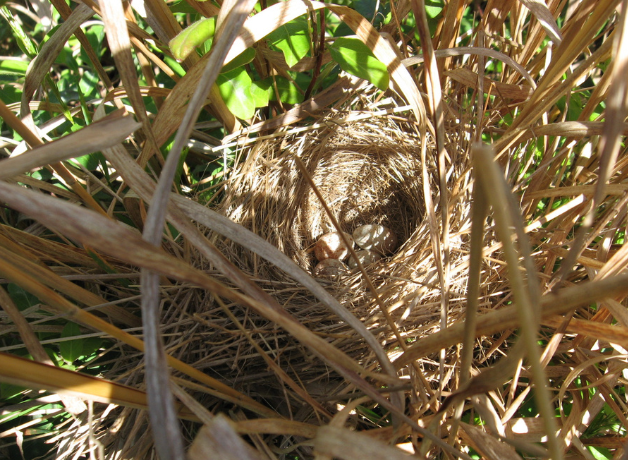 A nest in a tree, surrounded by branches