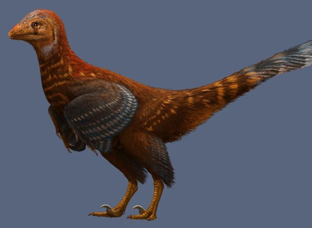 Asymmetrically feathered troodontid Jianianhualong tengi with mostly reddish brown feathers