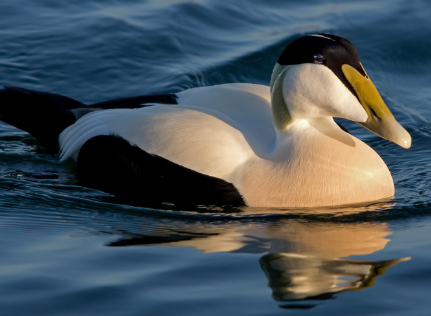 A Common Eider floating on the water in golden sunlight.