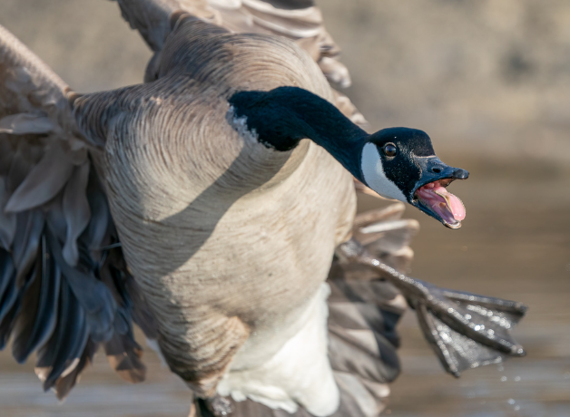 A Canada Goose honking in flight. Terrifying.